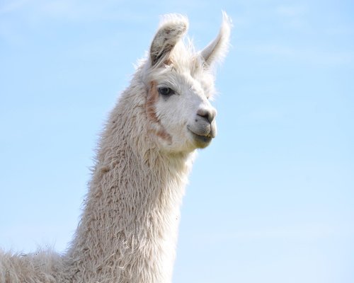 Foto Budi Santoso, Koordinator Konten